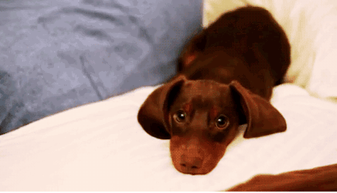 The Monday struggle as told by dogs