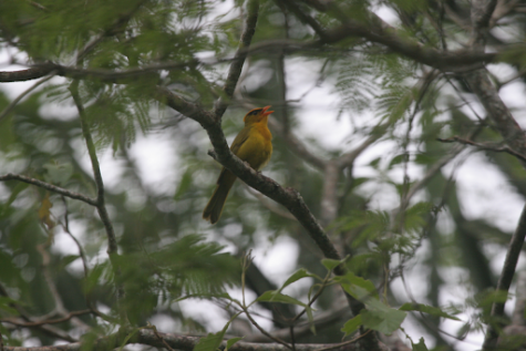 SDSU students and professors assisted in the identification of a new genus and species of bird in Bolivia.