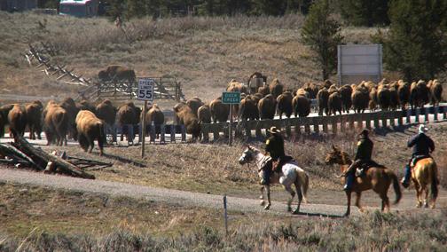 Killing is not the answer to bison expansion