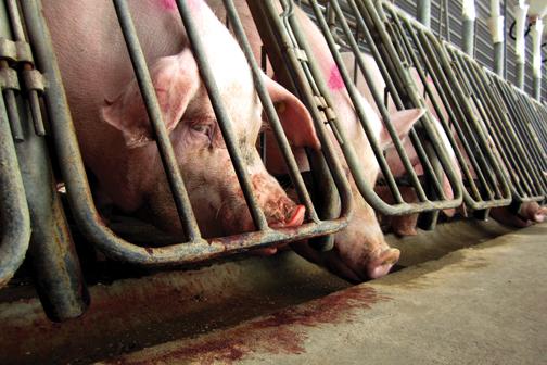 Only we can stop inhumane factory farming