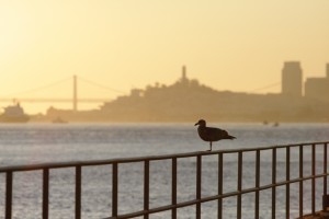 Staff photographer Katie Fisher captured a serene shot of this still San Francisco morning last weekend as the sun slowly stretched awake behind the Golden Gate Bridge.