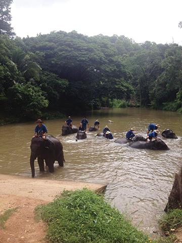 Elephants in Thailand