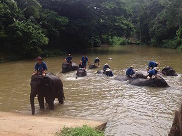 Elephants in Thailand