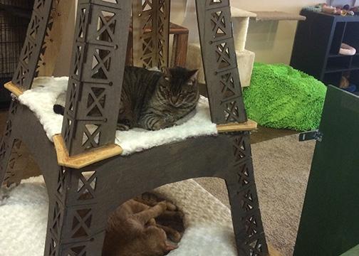 Tasty Tuesday: The Cat Cafe brings coffee and kitties right meow