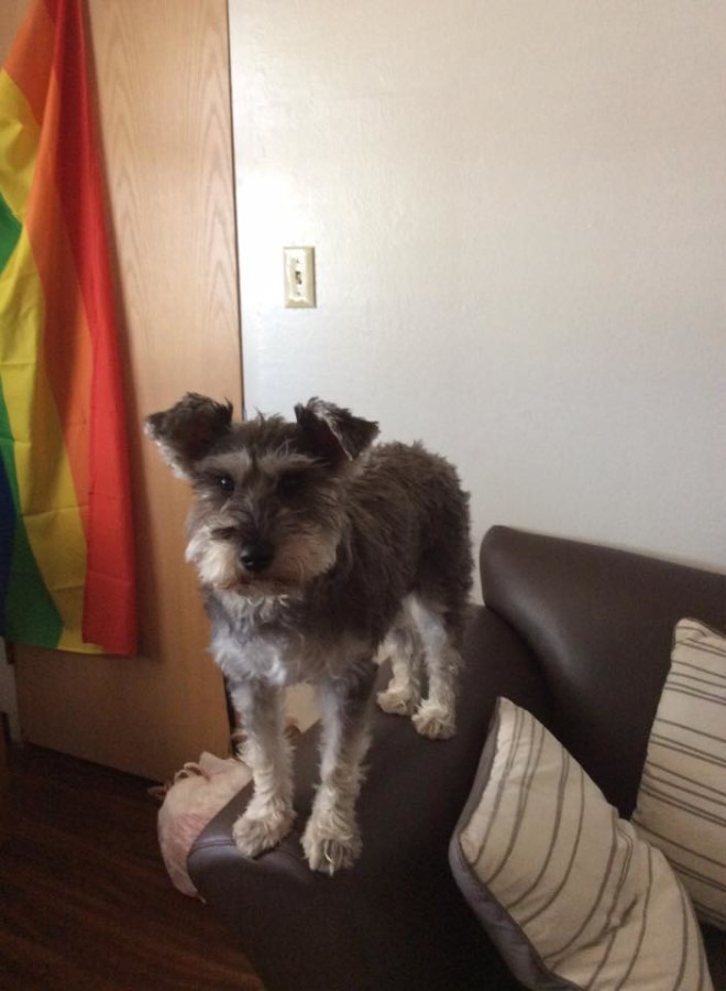 Furry friend provides comfort for freshmen residents