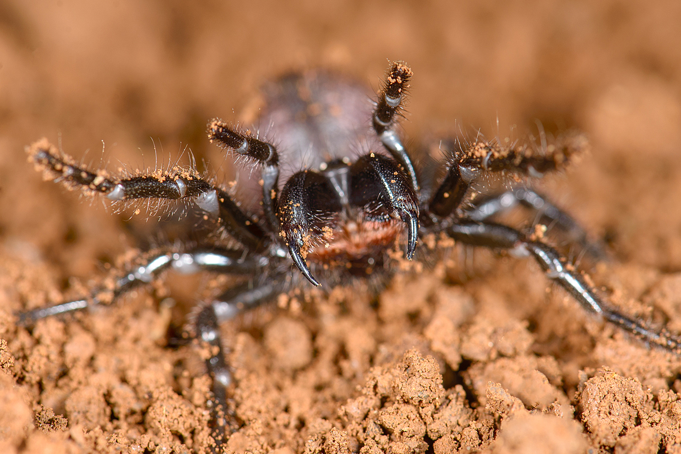 Spider within. Австралийские пауки. Сиднейский лейкопаутинный паук Австралия. Funnel web Spider. Паук Hadronyche infensa.