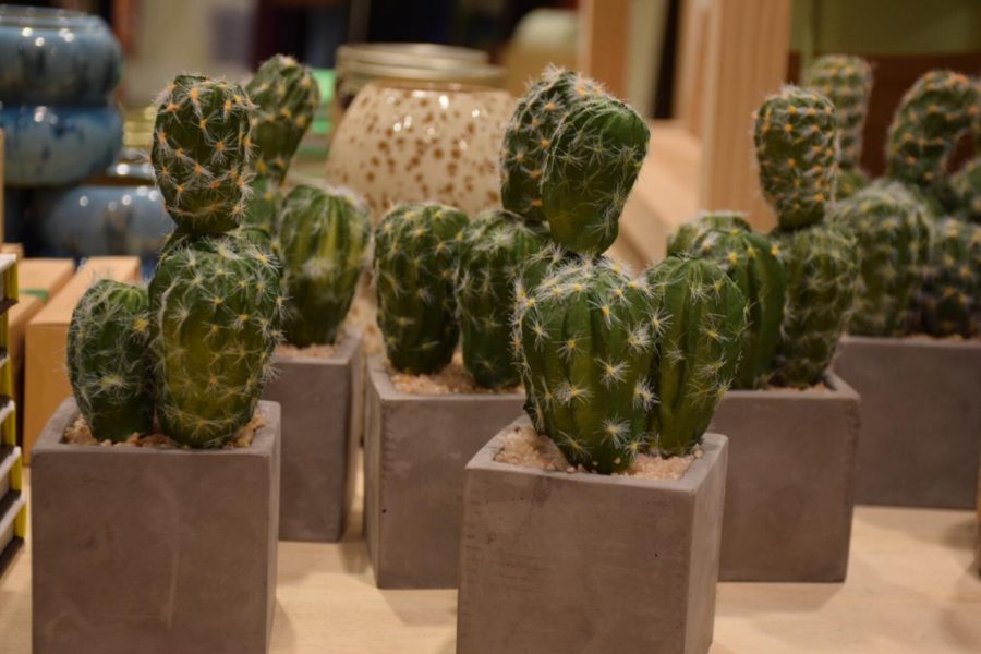Plants can be woven into dorm room decor without plant growing skills and dedication by purchasing faux cacti and succulents. (Urban Outfitters, $14). 