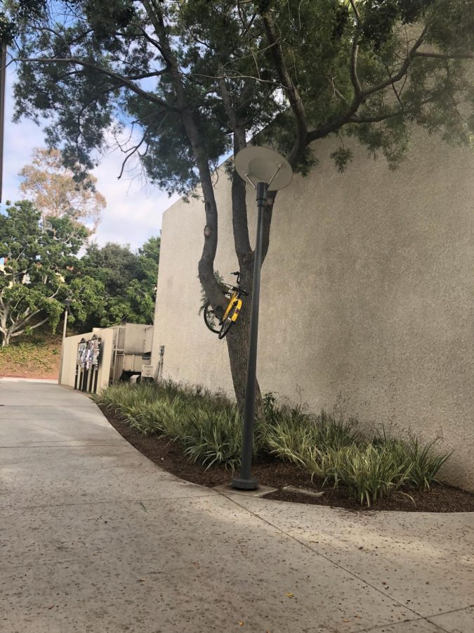 Another Ofo bike in a tree on the west side of campus on Wednesday. Photo by Sara Harmatz