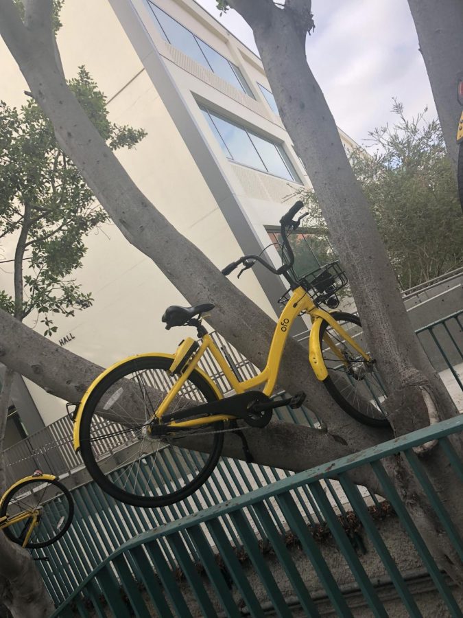 An Ofo bike thrown into a tree near West Commons on Wednesday.