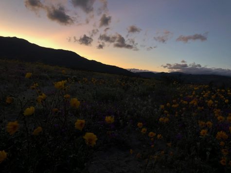 Anza-Borrego State Park is perfect for a romantic getaway, with lots of flowers to admire.