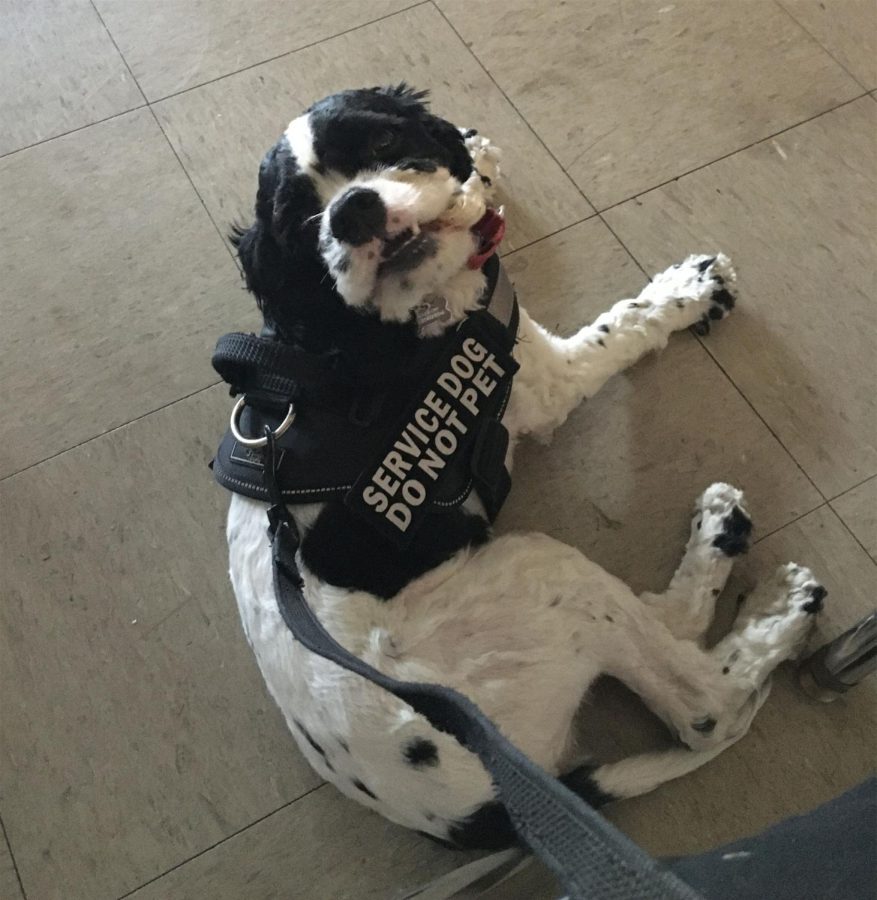 Karen Díazs emotional support dog Snoopy helps them manage anxiety attacks and make new friends.