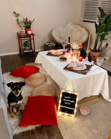 Puppy Picnic Co. provides unique celebrations for each puppy, include specialty picnics for holidays like Valentine's Day.