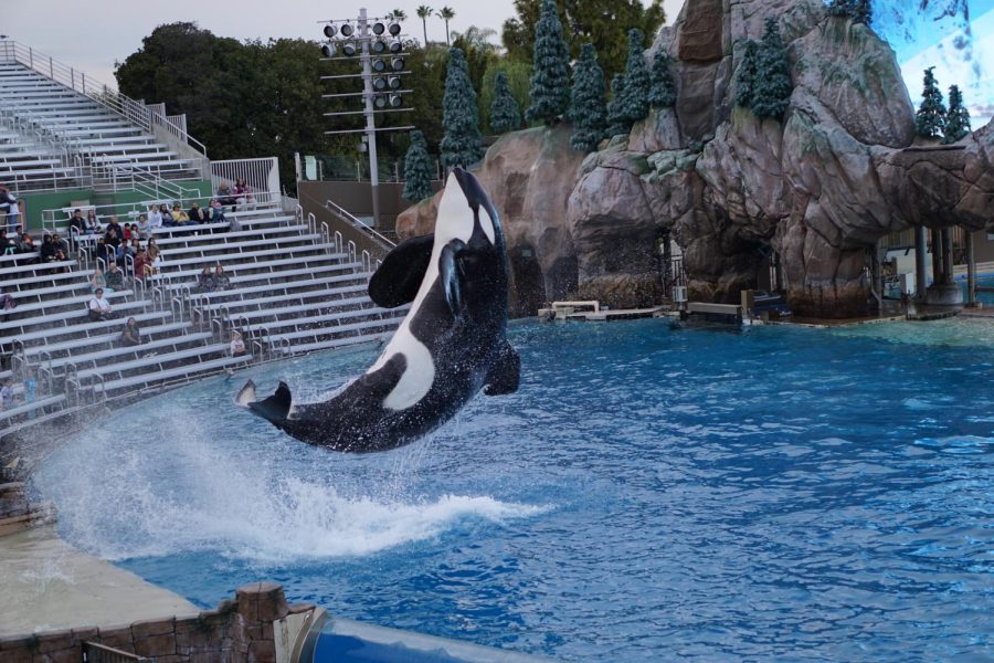 An orca whale jumps out of the water during the Orca Encounter attraction on Dec. 6.