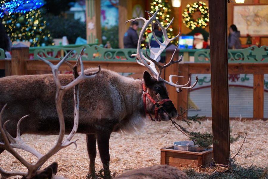 A reindeer eats a branch while showcased at SeaWorlds Christmas Celebration on Dec. 6. The creatures imported from Alaska were the celebrities of the event, according to the reindeer keepers.