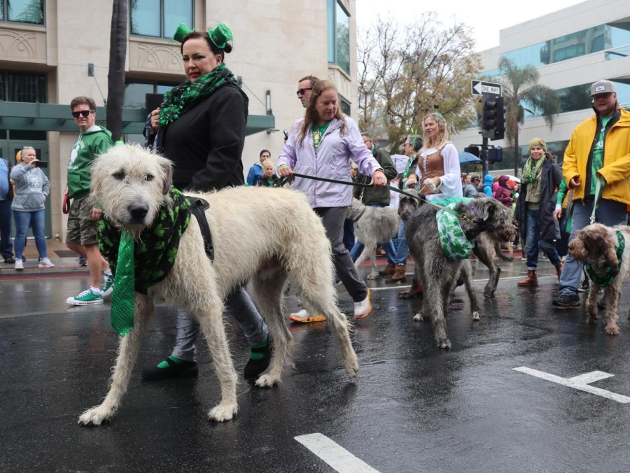 The Irish Wolfhounds of San Diego were a huge hit with parade attendees. 