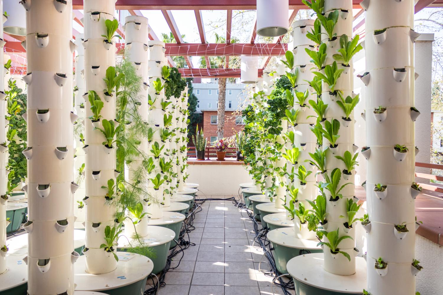 Lettuce, kale, and other greens grown from rockwool cubes in hydroponic towers located on The Garden patio on March 24, 2023.