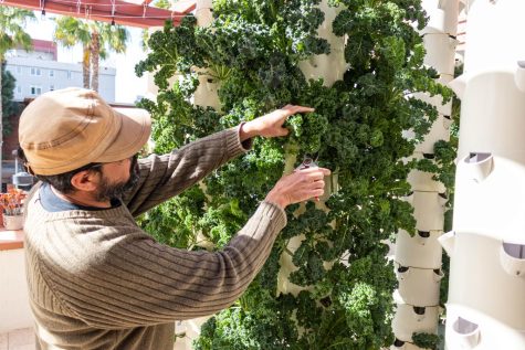 Ted Poirier, lead gardener of the hydroponic towers, harvests kale from The Garden patio on March 24, 2023. Kale is the hydroponic gardens most plentiful crop due to its ability to regrow from the same stem.