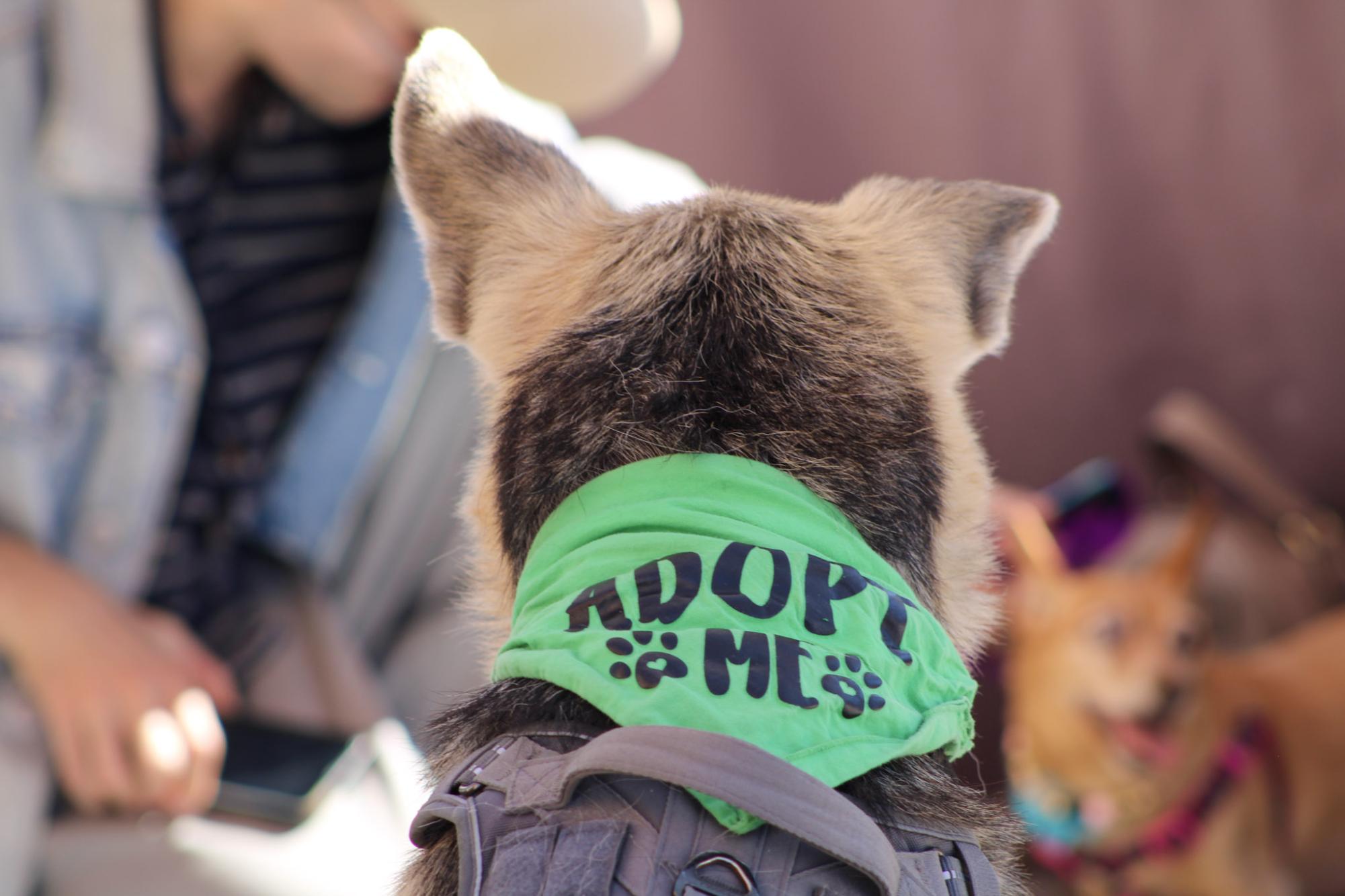 Duke, a senior dog up for adoption, with Frosted Faces at San Diego Super Adoption on Saturday, Oct.12, 2024.