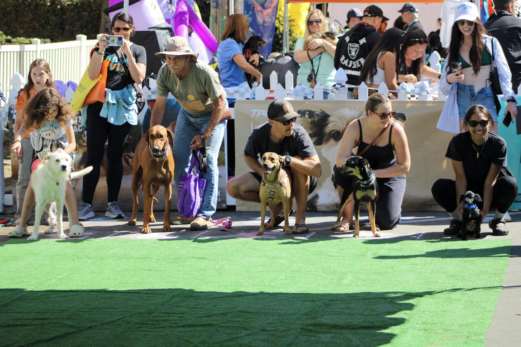 Dogs and their companions participate in the fastest dog race at Day of The Dog Festival in Ocean Beach on Oct.13, 2024.