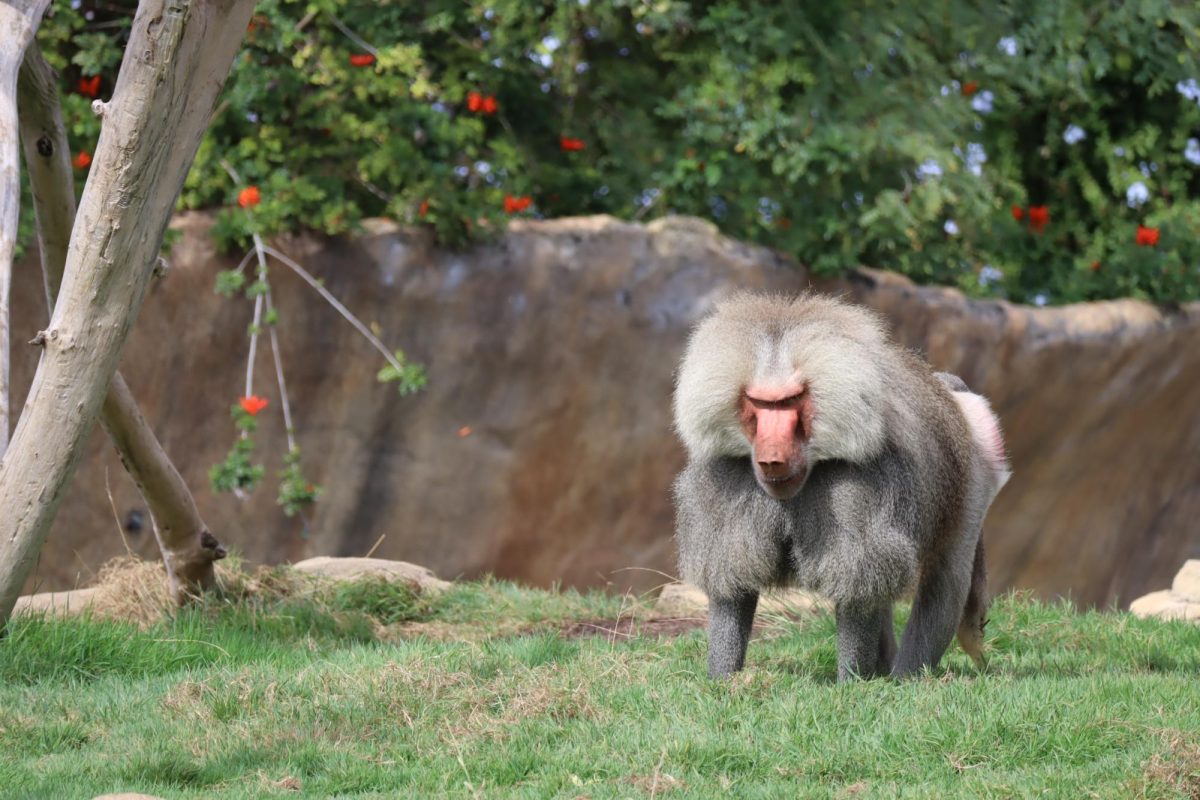 BABOON1