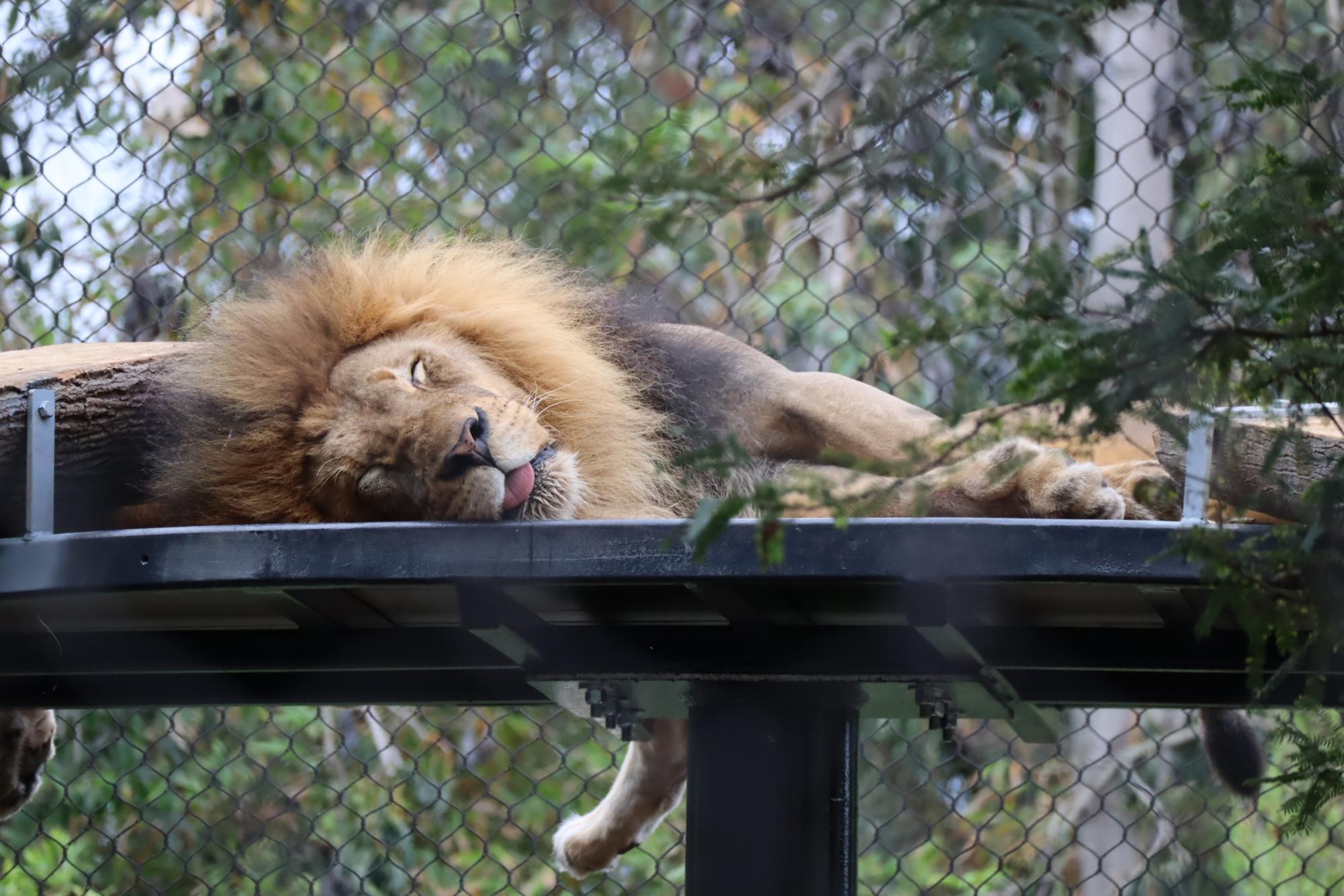 A lion rests with its tongue playfully sticking out.

Conservation Status: Threatened
