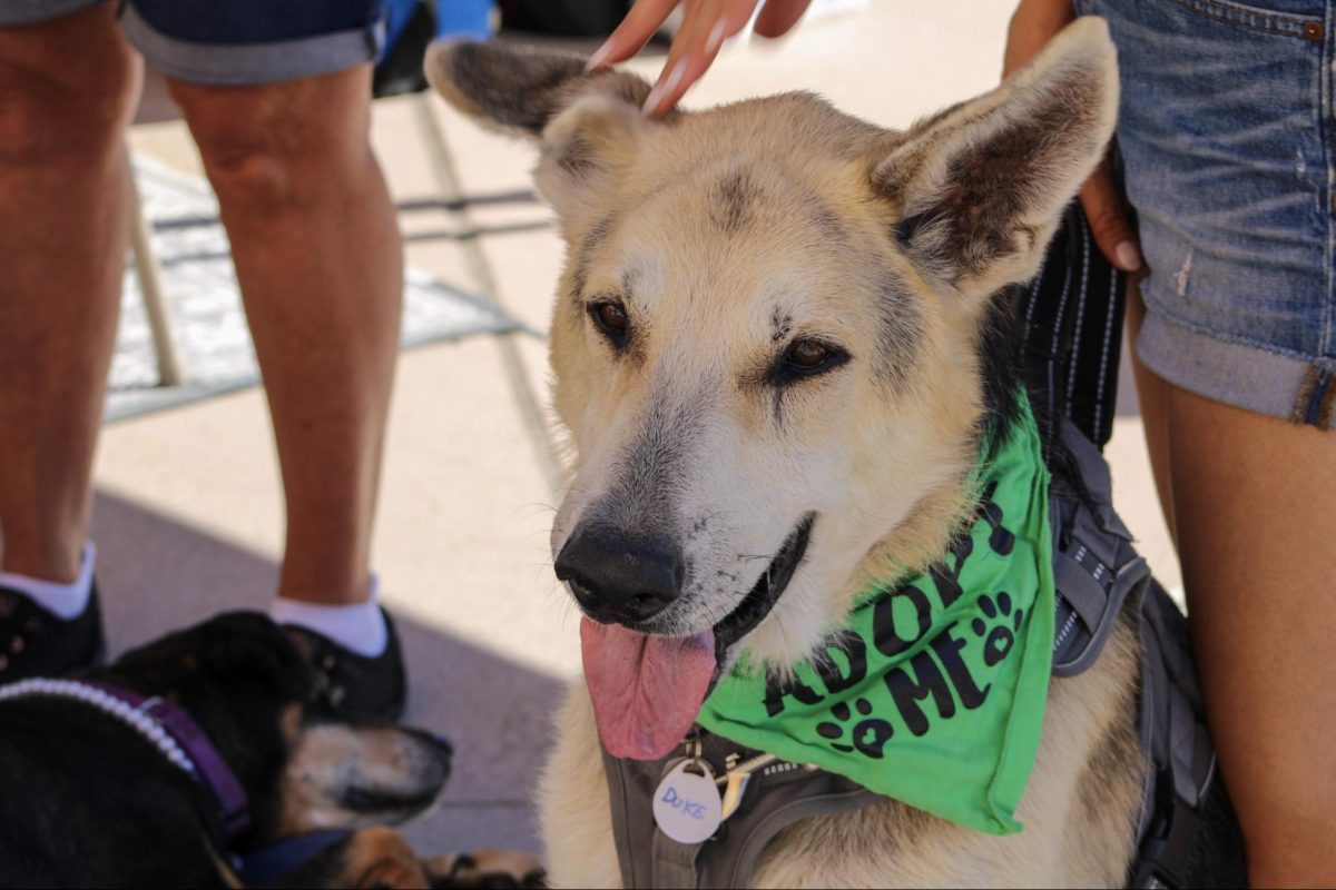 Duke, a dog available for adoption at the San Diego Super Adoption Event on Oct. 12, 2024. 
