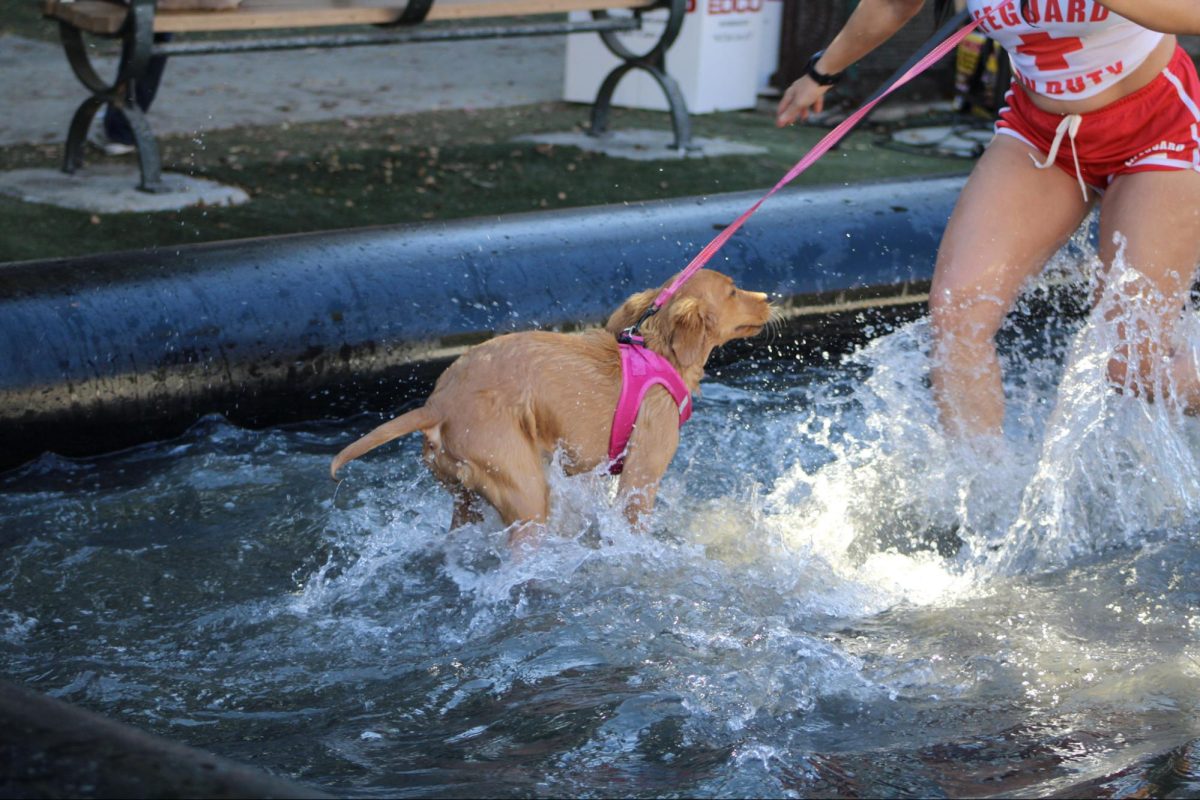 A puppy in the wading pool at Day of the Dog Festival in Ocean Beach on Sunday, Oct.13, 2024. 