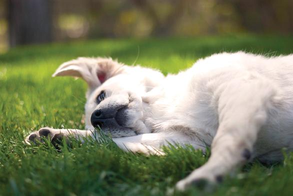 Puppy Paradise / Staff Photographer Paige Nelson captured this photo of a puppy basking in the San Diego sunlight. All those who love cute things, rejoice.